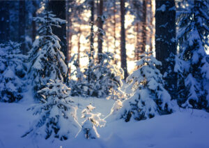 Talvinen-metsa
